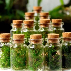 Mini Live Moss Terrarium - Indoor Plants | Plantshop.me