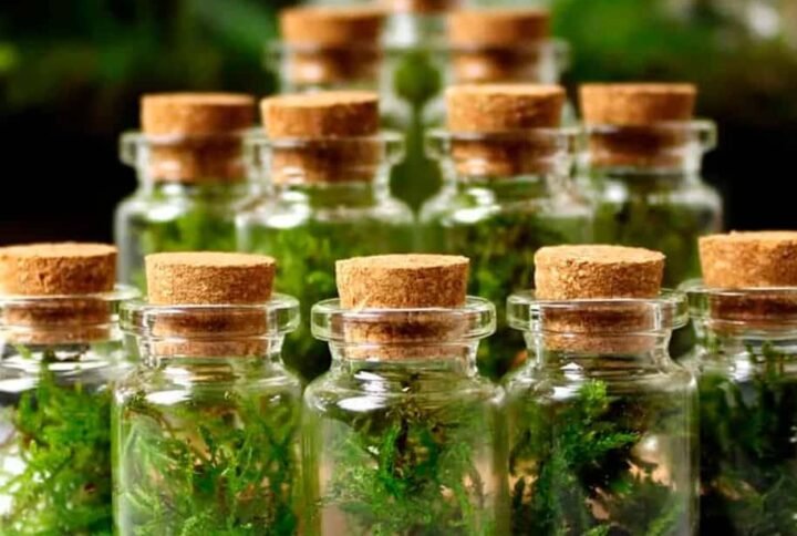 Mini Live Moss Terrarium - Indoor Plants | Plantshop.me