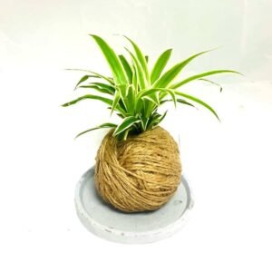 Mini Spider Plant Kokedama | Unique Indoor Plants | Plantshop.me