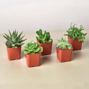 Mini Succulent Mix - Indoor Plants | Plantshop.me