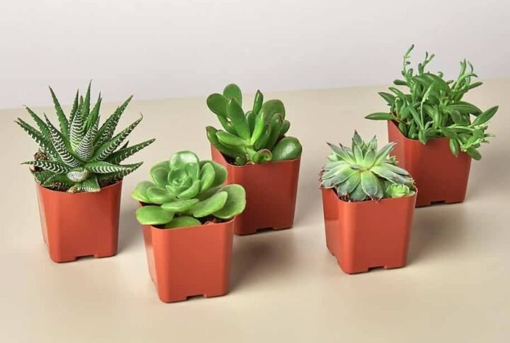 Mini Succulent Mix - Indoor Plants | Plantshop.me
