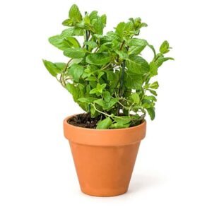 Mint - Herbs - Outdoor Plants | Plantshop.me