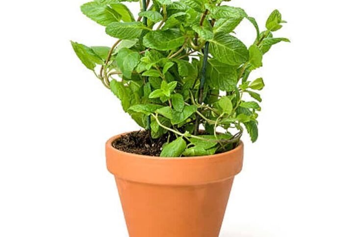 Mint - Herbs - Outdoor Plants | Plantshop.me