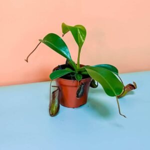 Monkey Jar Mini Carnivorous Plant - Captivating Centerpiece at Plantshop.me