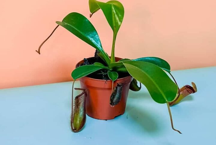 Monkey Jar Mini Carnivorous Plant - Captivating Centerpiece at Plantshop.me