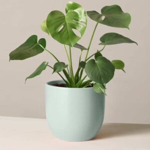 Monstera Deliciosa - Indoor Plants | Plantshop.me