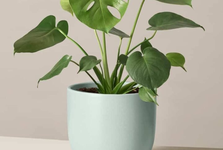Monstera Deliciosa - Indoor Plants | Plantshop.me