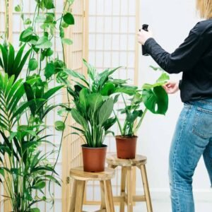 Monthly Indoor Plant Maintenance Package | Plantshop.me