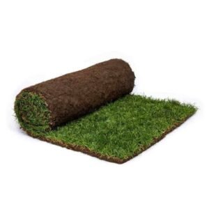 Natural Grass Carpet Roll (Paspalum) | UAE's Best Lawn Choice