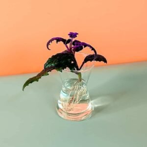 Order Gynura Cuttings Online at Plantshop.me - Quality Guaranteed