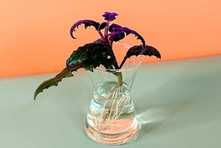 Order Gynura Cuttings Online at Plantshop.me - Quality Guaranteed