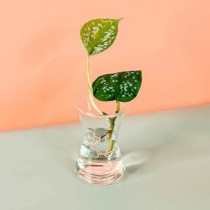 Order Satin Pothos Cuttings Online at Plantshop.me - UAE