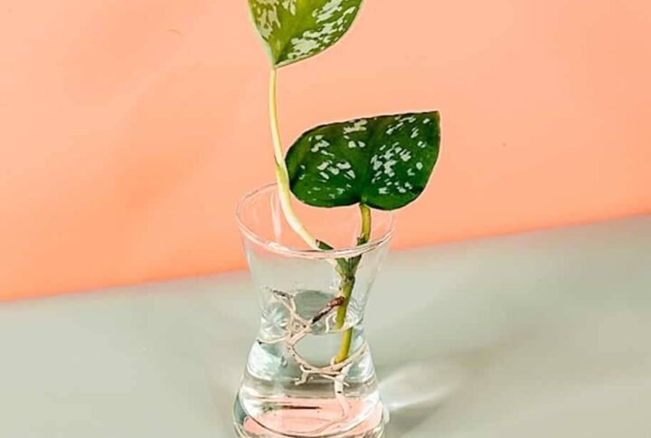 Order Satin Pothos Cuttings Online at Plantshop.me - UAE
