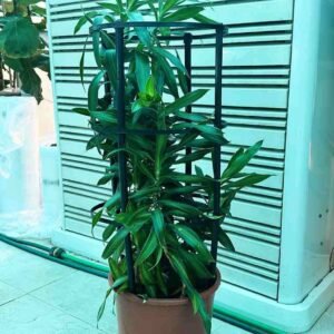 Order Song of Jamaica Indoor Plant | Plantshop.me UAE