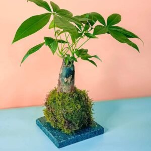 Pachira Dwarf Kokedama: Unique Moss Balls at Plantshop.me