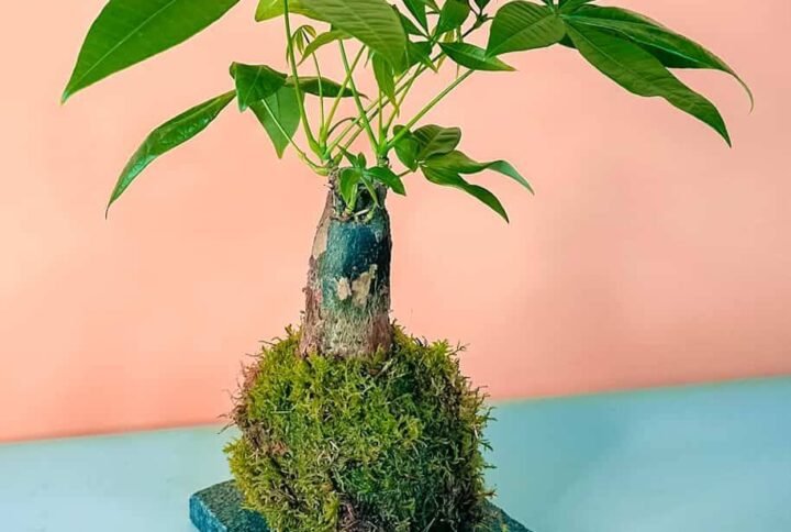 Pachira Dwarf Kokedama: Unique Moss Balls at Plantshop.me