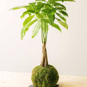 Pachira Kokedama: Unique Plant Art at Plantshop.me UAE