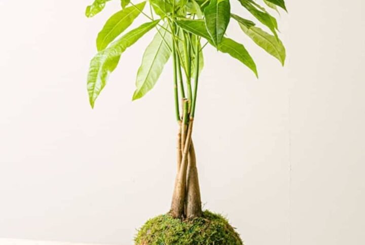 Pachira Kokedama: Unique Plant Art at Plantshop.me UAE