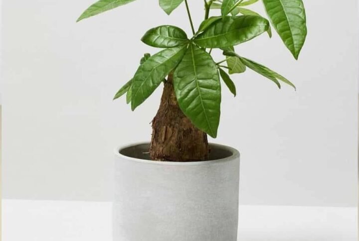 Pachira Mini - Indoor Plants | Plantshop.me