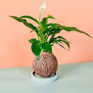 Peace Lily Kokedama: Elegant Indoor Plants | Plantshop.me