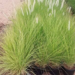 Pennisetum Grass - Outdoor Plants | Plantshop.me