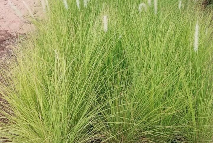 Pennisetum Grass - Outdoor Plants | Plantshop.me