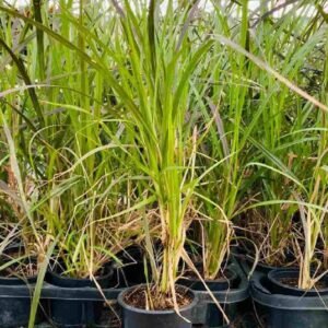 Pennisetum Grass Red Small- Outdoor Plants | Plantshop.me