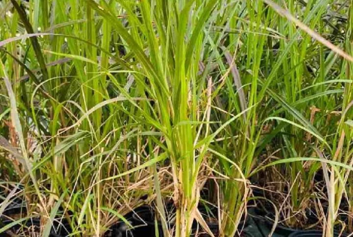 Pennisetum Grass Red Small- Outdoor Plants | Plantshop.me