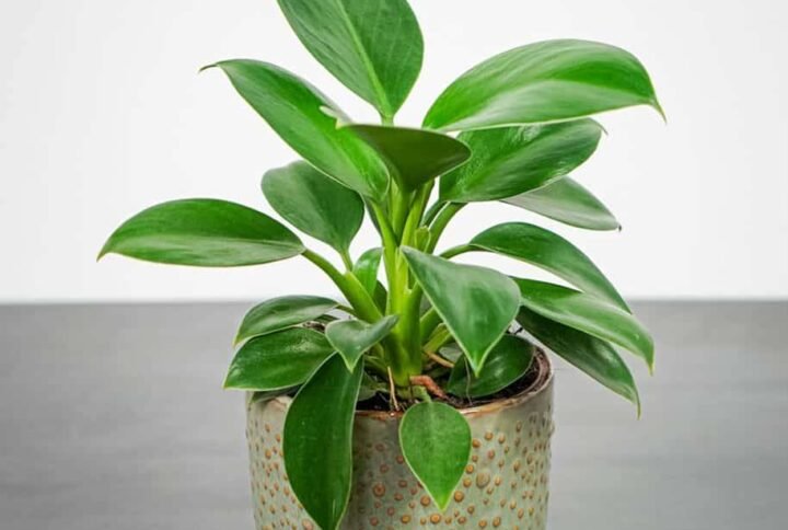 Philodendron Green Princess - Indoor Plants | Plantshop.me
