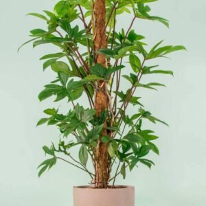 Philodendron Pedatum Tall: Exotic Climber for UAE Homes