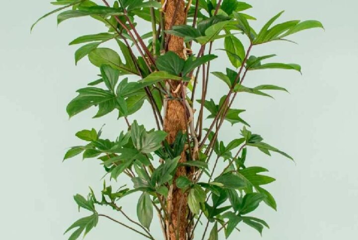 Philodendron Pedatum Tall: Exotic Climber for UAE Homes