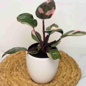 Philodendron Pink Princess - Indoor Plants | Plantshop.me
