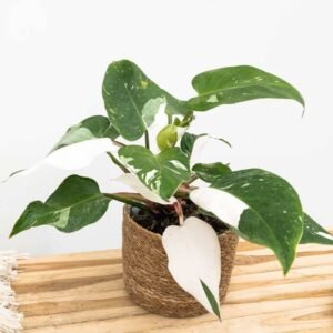 Philodendron White Princess - Indoor Plants | Plantshop.me