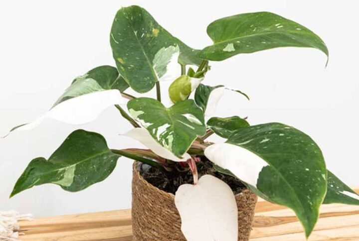 Philodendron White Princess - Indoor Plants | Plantshop.me