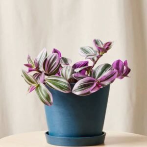 Pink Nanouk - Indoor Plants | Plantshop.me