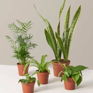 Plant Parent Combo Set: Grow Your Green Family | Plantshop.me UAE