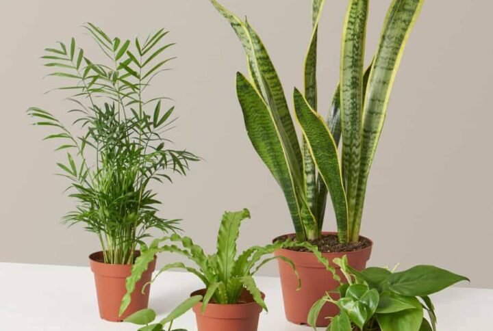 Plant Parent Combo Set: Grow Your Green Family | Plantshop.me UAE