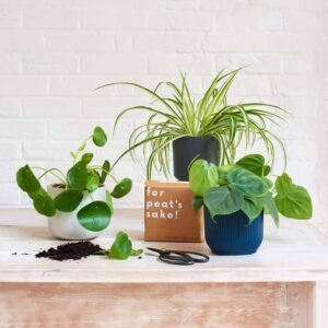 Propagation Bundle: Plant Combos for Growth | Plantshop.me