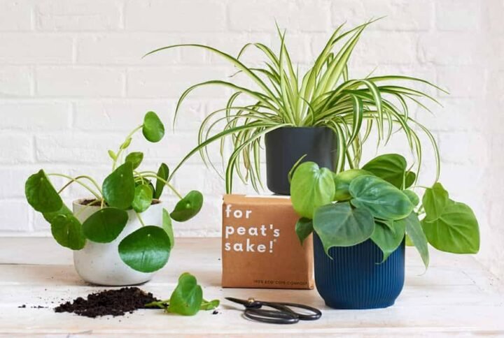 Propagation Bundle: Plant Combos for Growth | Plantshop.me