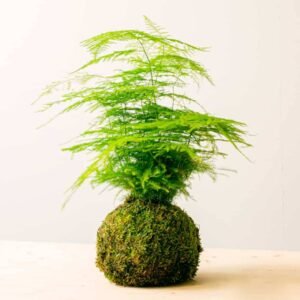 PS Aspa Kokedama - Terrarium | Plantshop.me
