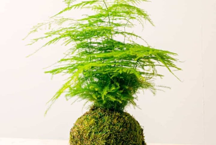 PS Aspa Kokedama - Terrarium | Plantshop.me
