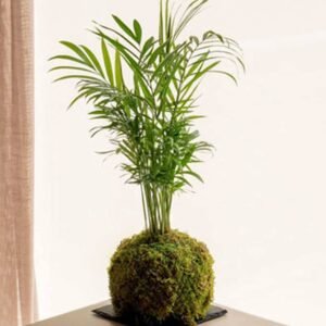 PS Cham Kokedama - Terrarium | Plantshop.me