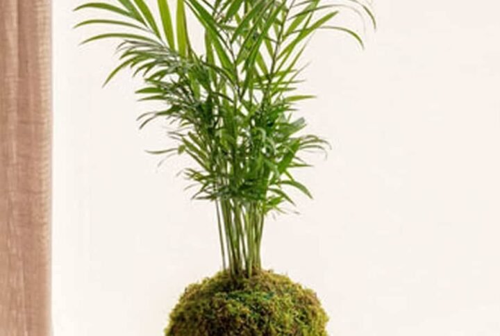 PS Cham Kokedama - Terrarium | Plantshop.me