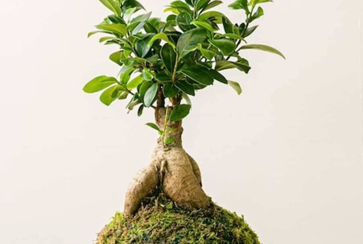 PS Ginseng Kokedama - Terrarium | Plantshop.me