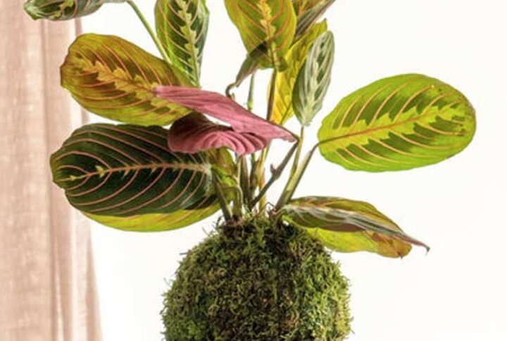 PS Maranta Kokedama - Terrarium | Plantshop.me