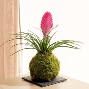 PS Tillandsia Kokedama - Terrarium | Plantshop.me