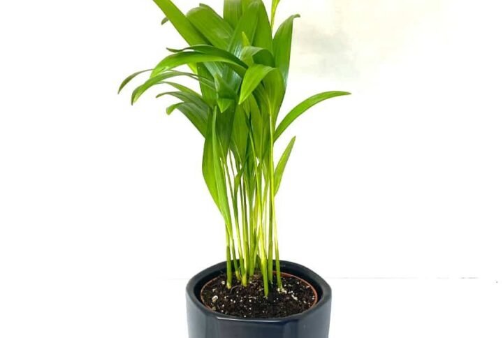 Purchase Areca Palm Miniature Plants Online at Plantshop.me