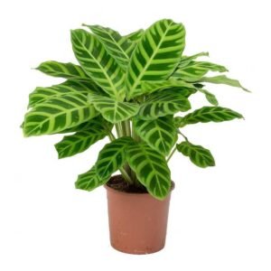 Purchase Calathea Zebrina Holland - Plantshop.me