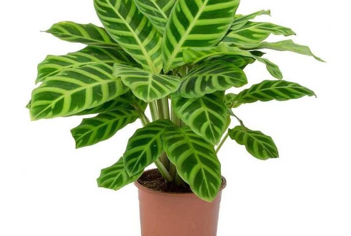Purchase Calathea Zebrina Holland - Plantshop.me