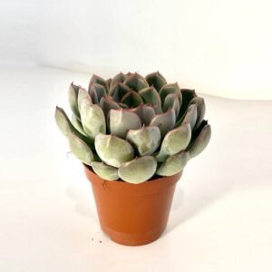 Purchase Echeveria Tippy Succulents Online at Plantshop.me